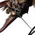 I Bought A Pet Giant Scissor Insect Yes Really
