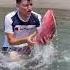 PESCADO GIGANTE Shorts