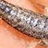 Learn Something About Silverfish
