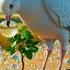 Big Pigeon Grows An Ice Tree In The Summer And Then Puts The Ice In The Pool Ai Ice Summer Short