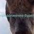 курносый хулиган содержание свиней в зимний период
