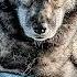 My Siberian Husky Gets Chipped Tooth Fixed Will She Be Grumpy After The Dentist