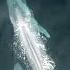 Blue Whale Sea Monster Explore