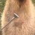 Capy Gets Scratched Capybara Viral Shorts Capibara