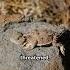 Horned Lizard Defense Camouflage And Blood Squirt