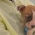 Queens Baby Was Not Mauled To Death By Puppy Medical Examiner Says