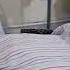 Pemeriksaan Thorax Qory 7 Mnit
