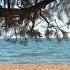 Tree With A View Ambient Sounds Of The Beach 4k
