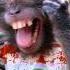 Monkey The Fabulous Thunderbirds