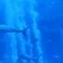 Shark Tank Marachipomanna Muthu Bgm Status A R Rahman Shortsfeed Shorts Ytshortsindia Sharktank