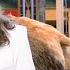 Duck Dynasty Bass Pro Shops Unveils Duck Commander Products S3 E10 Full Episode