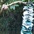Lily S Crazy Fish Trap Scaring Fish With A Homemade Tin Rattler