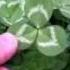 How To Find A 4 Leaf Clover