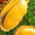 Dooriyan Fruit Shorts