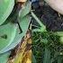 Urban Farm Front Yard Update Funky Trombones Fresh Bananas For All