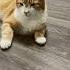 Ты моё солнышко Cat