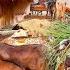 10 LAC KA JANWAR PASAND AGYA Bhabhi Pehli Bar Bakra Mandi Ai Garmi Sy Sab Ka Bura Hal Hogya