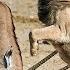 12 Scary Moments When Deadly Horns Crush Predators