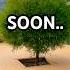 Soon Landscape Urman