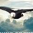 The Eagle Mentality Best Motivational Video