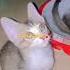 Kitten Playing Video Cats Playing Sounds Viralvideo Cat Kitten Pets Viralshorts Shorts
