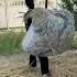 Убираю засохшую траву I M Cleaning The Dried Grass Cleaning Simplelife Farming Gross