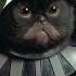 Star Wars But Cats Aigenerated