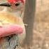 Hand Feeding Birds In Slow Mo White Breasted Nuthatch Red Bellied Woodpecker