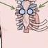 Heart Murmurs And Heart Sounds Visual Explanation For Students