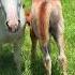 What Color Will This Baby Horse Turn Out To Be Knox Is Shedding His Foal Coat And It S A Surprise