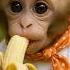 Baby Monkey S Banana Bliss Pure Joy In Every Bite