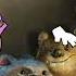 Mysterious Secrets Of Forever Friends NINTER FRIENDS FOREVER KINITO PET Song Animation