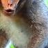 Pity Baby Lori Feels Unhappy With Flies She Shouts Calling Mum Amari For Helping