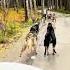 Sled Dogs With No Snow