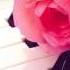 The Rose Instrumental Piano