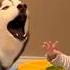German Shepherd Vs Husky Funniest Huskies Best Videos Husky Doglovers Huskydog Shorts Dog