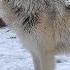 First Snow Of The Season Brings Happy Wolf Howls