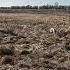 Stella Gets On It Quick Pointer Birddog Pheasant Hunting Hunters