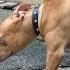 KING FLOKI MAU KAW1N SAMA ANJING PITBULL