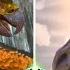 Top 10 Creatures You Need To Tame In Ragnarok Ark Survival Ascended