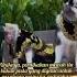 Super Mewah Pernikahan Pasangan Anjing Anjinghusky Pernikahan Husky Comedykw