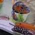 Oscar Fish Tank Setup Chiclids Clownfish Fishtank Aquarium