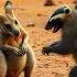 Kangaroo Vs Honey Badger Desert Edge Clash