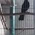 Чёрный дрозд весенний пение птиц Turdus Merula