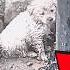 The Puppy Separated From Her Mama Curled Alone Behind The Streetlight So Scared She Almost Cried