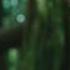 THE TWILIGHT SAGA NEW MOON Trailer