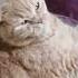 тигр делает мяу кот котик марсик рыжийкот Cat Funny смешно киса пупсик любимчик мяу мур