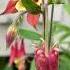 Flowers Makes You Feel Better Let The Music Carry You