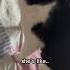 Mission Impossible Cats Catlover