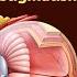 Eye Defects Hyperopia Astigmatism Presbyopia Don T Memorise